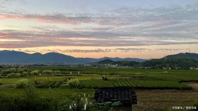 生活万花筒：捉蚊趣事，电蚊拍与蚊子的斗智斗勇